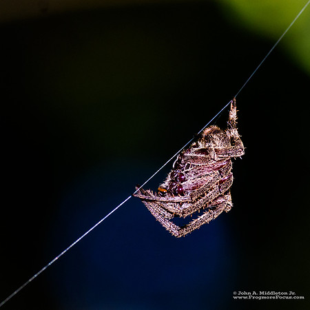 Spotted Orb-weaver