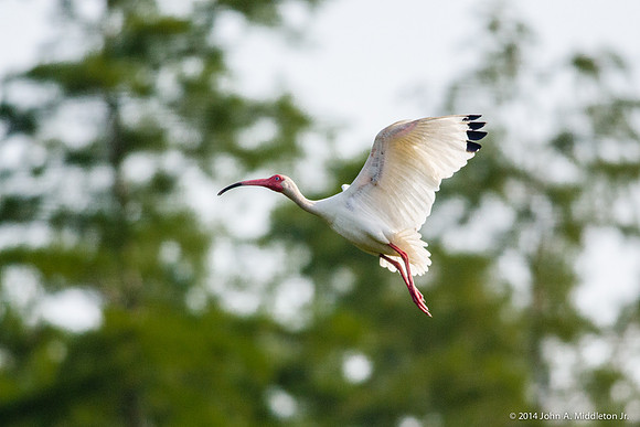 White Ibis in Flight