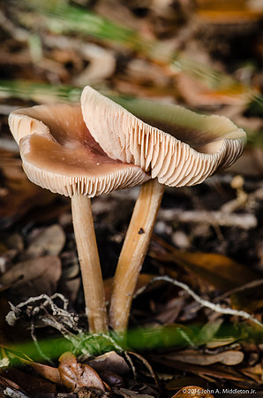 Spring Mushrooms