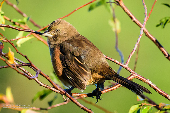 Eastern Towhee (female)