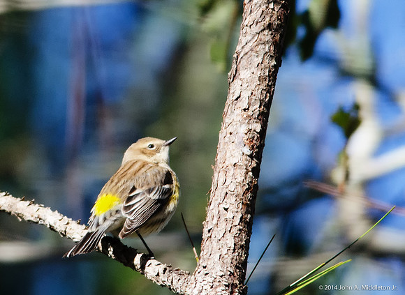 Yellow Rump