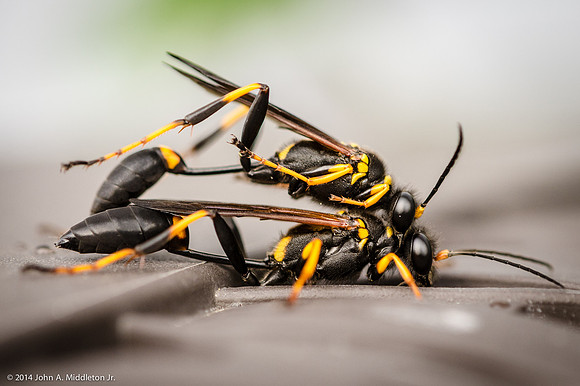 Mud Dauber Mating