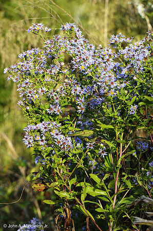 Aster in Bloom