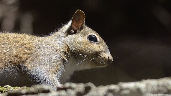 Grey Squirrel