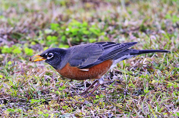 Winter Robin