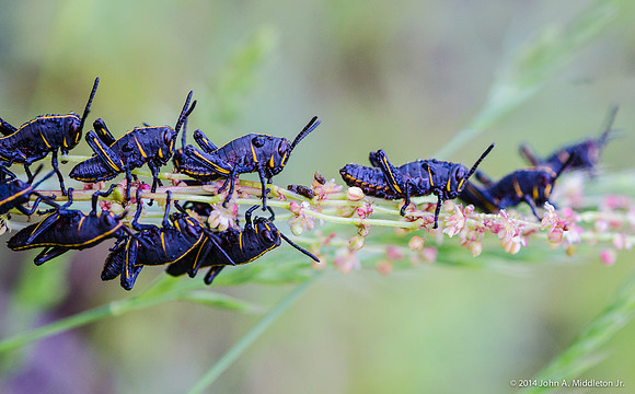 Lubber Nymphs