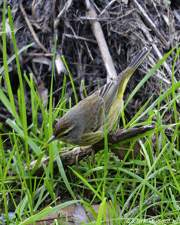 Palm Warbler Hunting