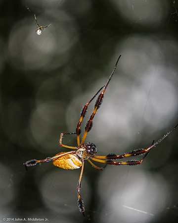 Golden Silk Orb Weaver with Solder Drop Spider