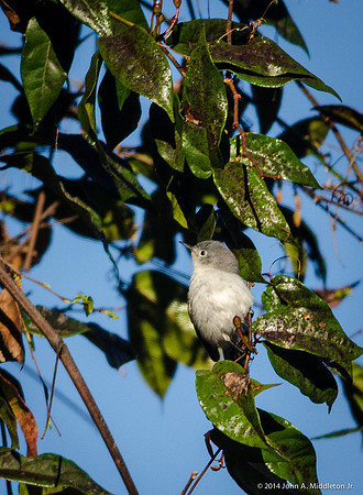 Blue Grey Gnatcatcher