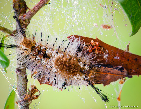 Caterpillar