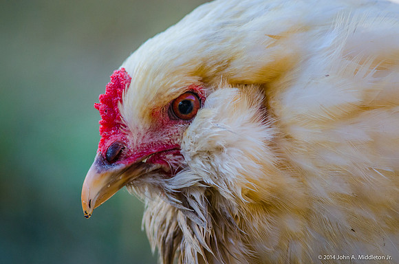 Buff Orpington Hen