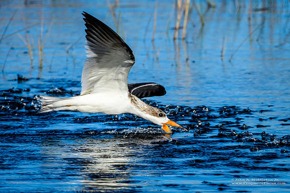 Black Skimmer (juvenile)