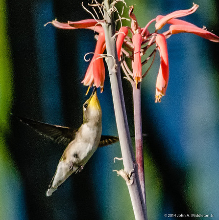 Ruby Throated Hummingbird