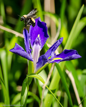 Bumblebee and Blue Flag