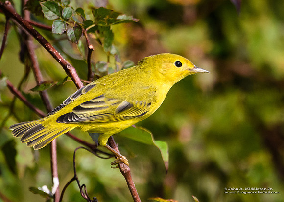 Yellow Warbler