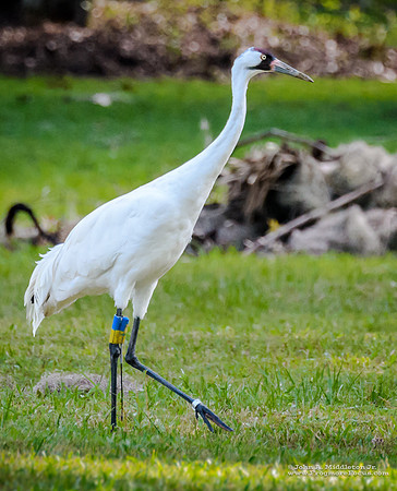 Whooping Crane