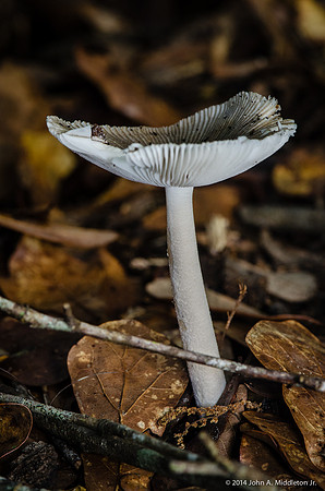 Forest Mushroom in Spring