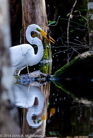 Great Egret With Fish