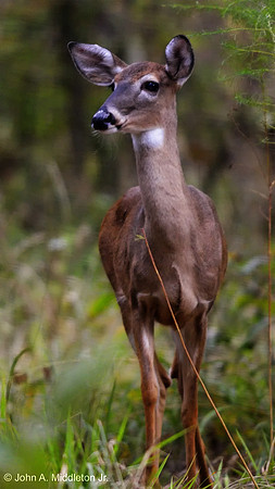 Doe on Alert