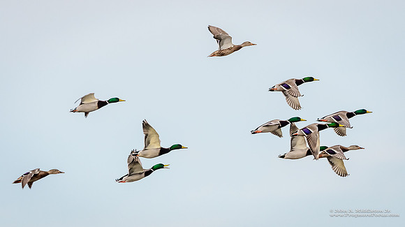 Flying Mallard