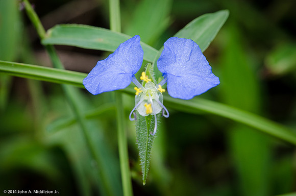 Dayflower