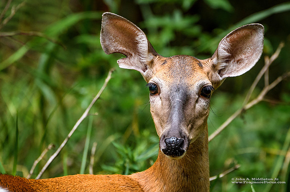 Yearling Portrait