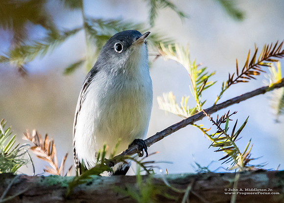 Blue-grey Gnatcatcher