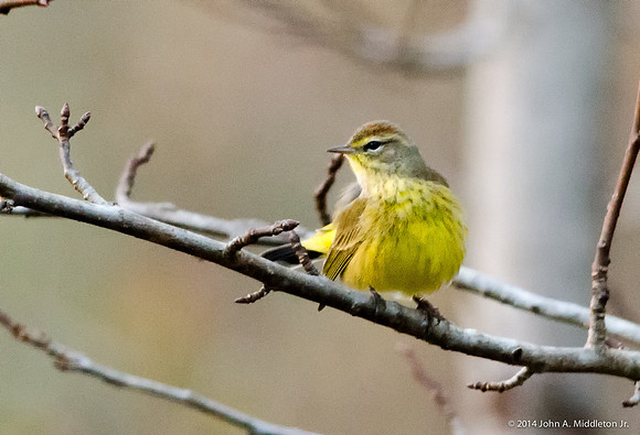 Palm Warbler