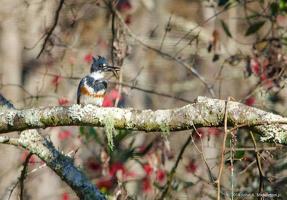Belted Kingfisher with Prey