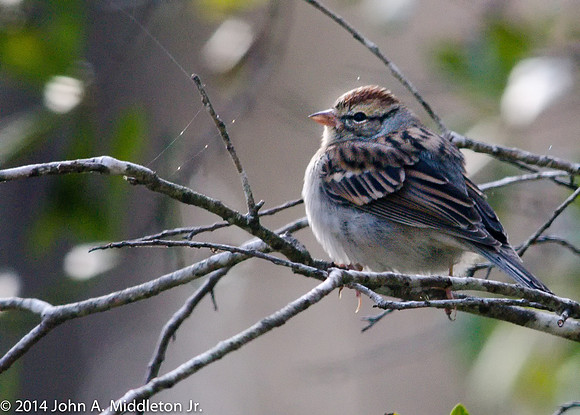 Chipping Sparrow