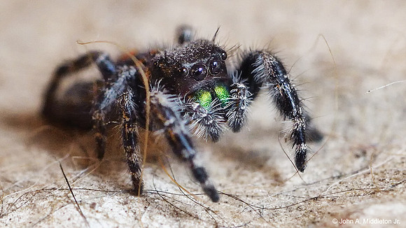 Jumping Spider