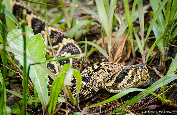 Eastern Diamondback Rattlesnake
