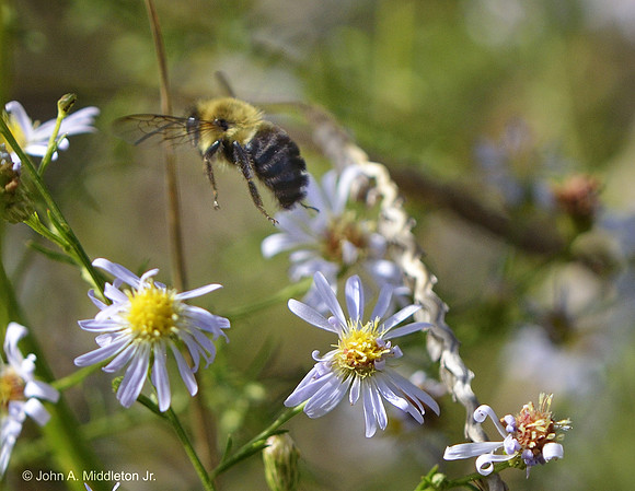 Bumblebee Among the Asters