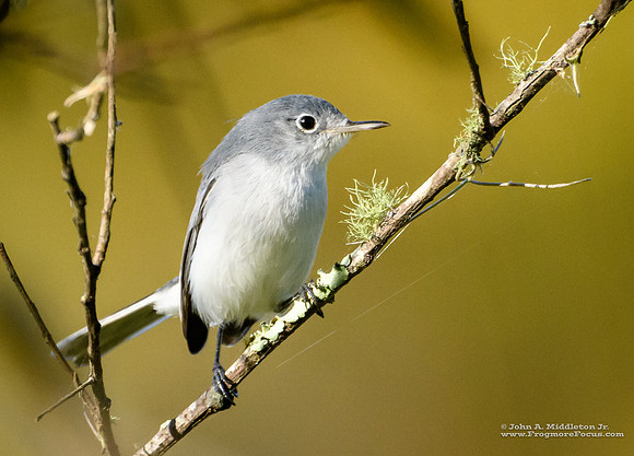 Blue-grey Gnatcatcher