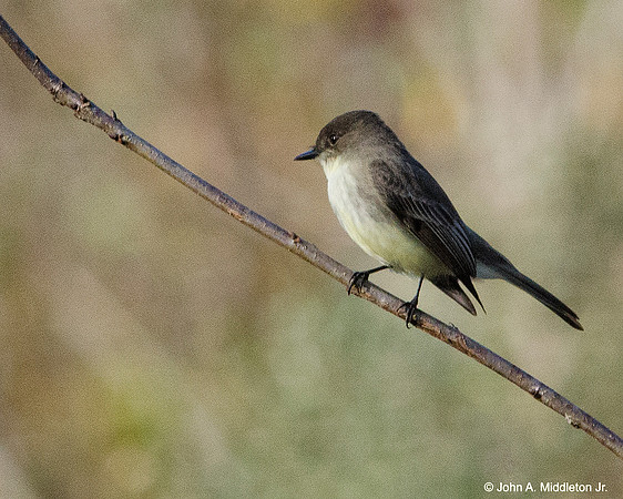 Eastern Phoebe