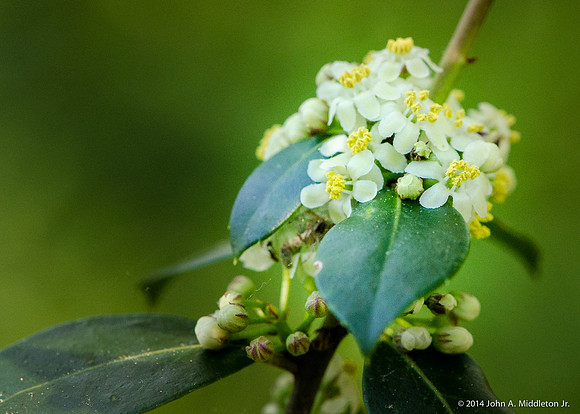 Gallberry (Ilex glabra)