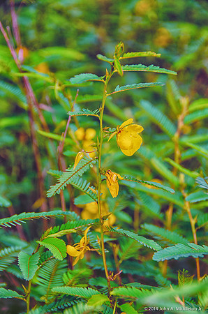 Partridge Pea v2