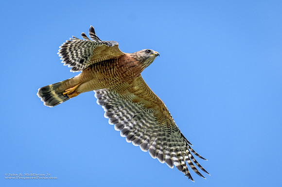 Red-Shouldered Hawk
