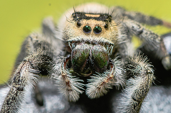 Regal Jumping Spider