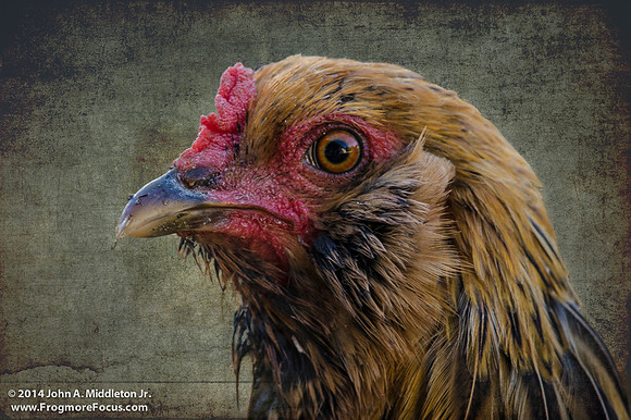 Easter Egg Hen