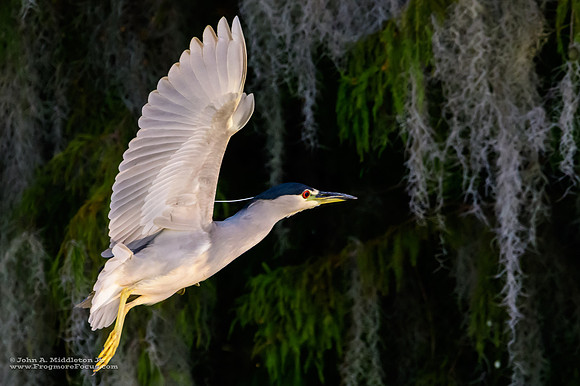 Black-crowned Night Heron