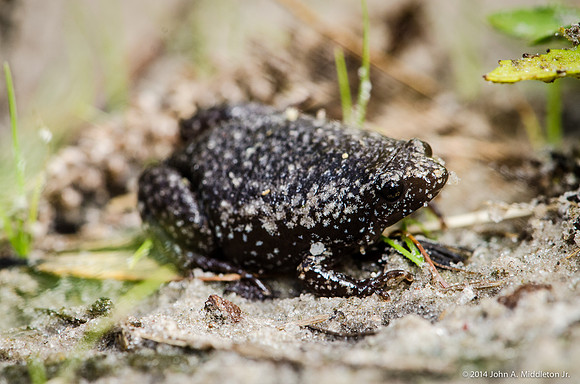 Eastern Narrow-mouthed Toad