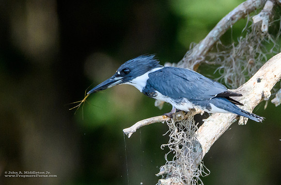 Kingfisher With Insect