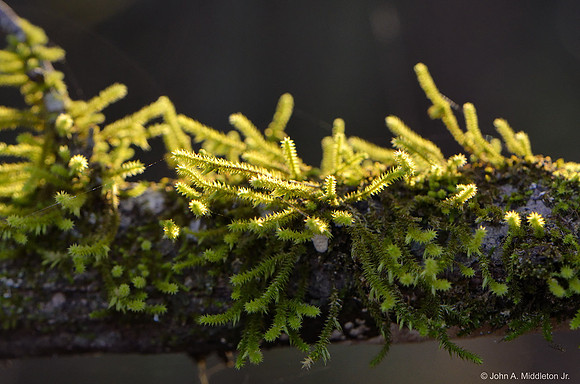 Moss in Dawn Light