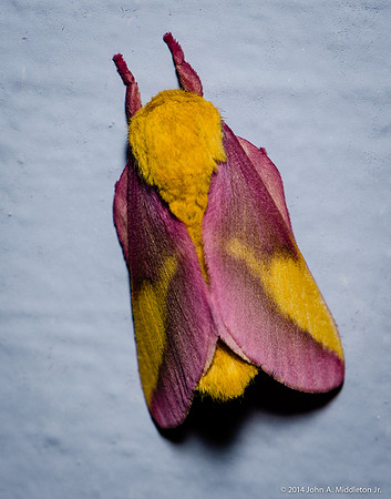 Rosy Maple Moth