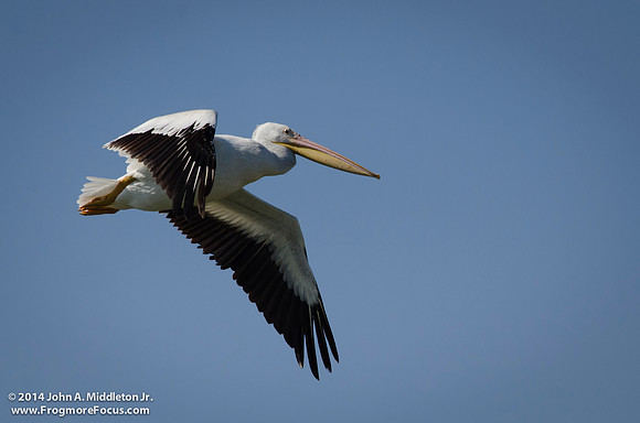 White Pelican