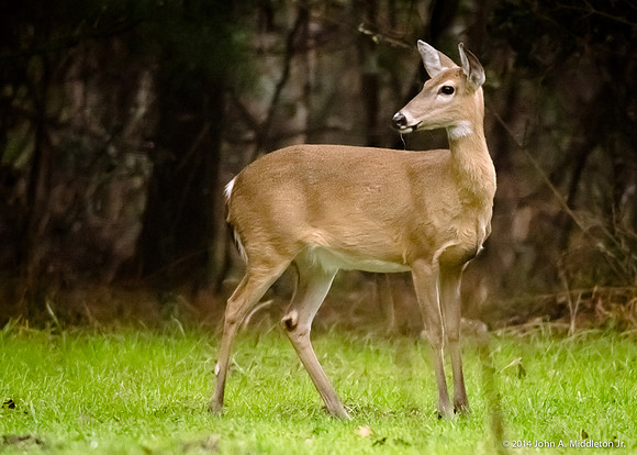 Whitetail Deer (doe)