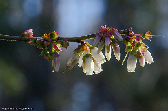 Fetterbush (Lyonia lucida)