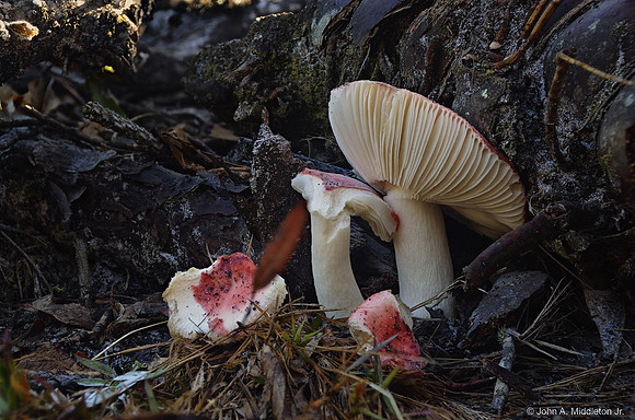 Mushrooms as Squirrel Breakfast
