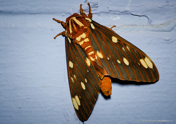 Regal Moth